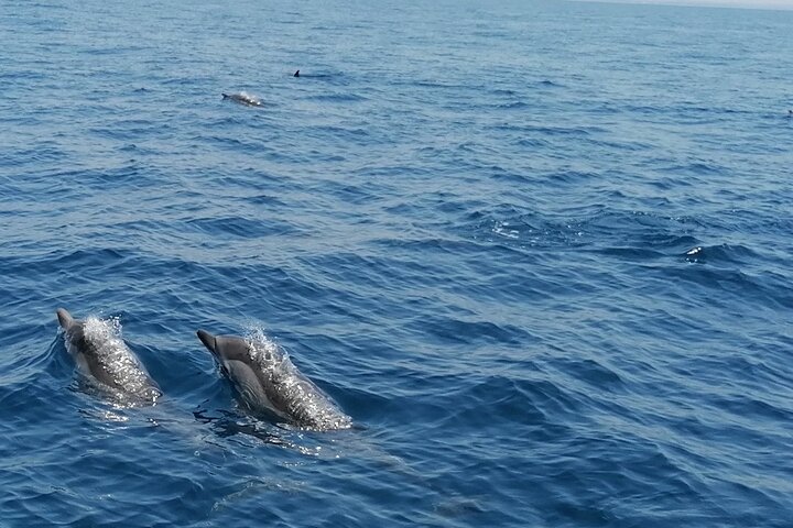 Passeio de barco, festa em barco, observação de golfinhos, pesca.