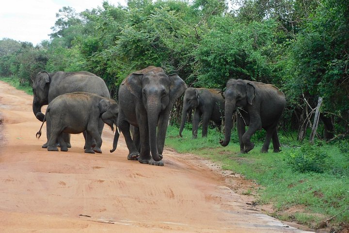 Udawalawa Safari & Olifantenweeshuis Tour vanuit de haven van Hambantota