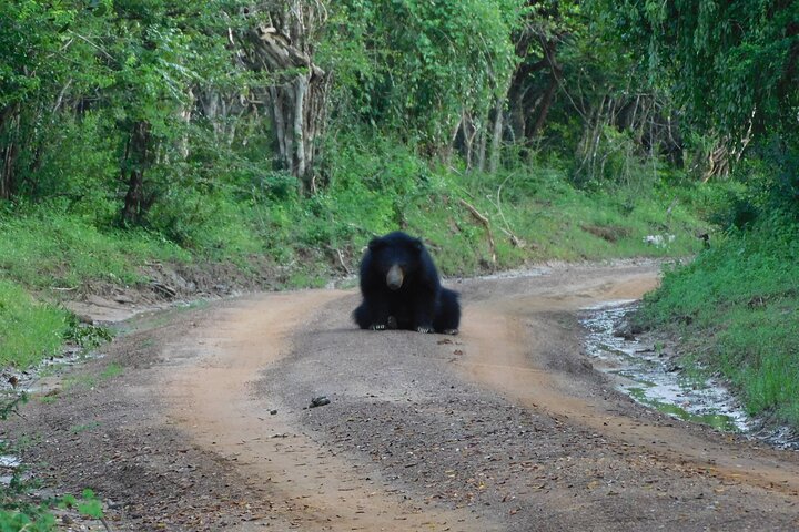 Yala Nationalpark Safari Touren - Halbtages- & Ganztagesausflüge