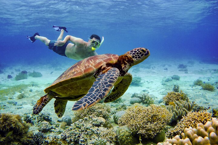 Hoteller i nærheden af Moalboal Sardine Run & Sea Turtle Snorkeling Tour