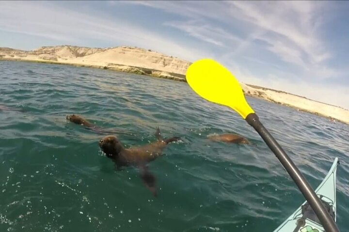 Esperienza di canoa in kayak con i leoni marini a Puerto Madryn