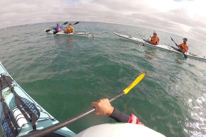 Esperienza di canoa in kayak con i leoni marini a Puerto Madryn
