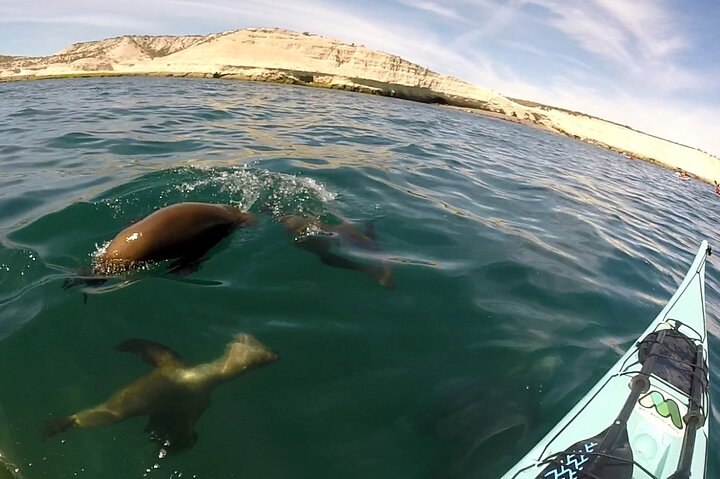 Esperienza di canoa in kayak con i leoni marini a Puerto Madryn