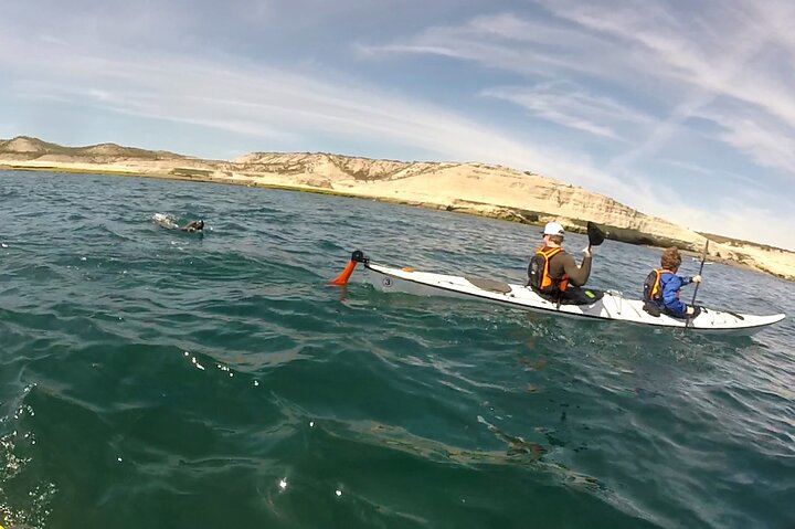 Esperienza di canoa in kayak con i leoni marini a Puerto Madryn