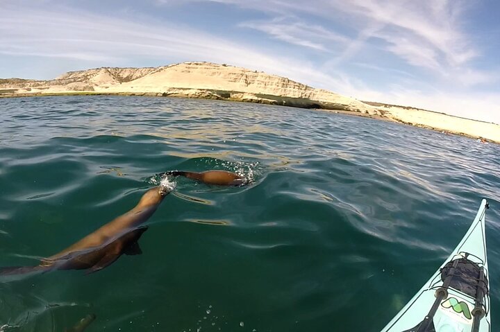 Esperienza di canoa in kayak con i leoni marini a Puerto Madryn