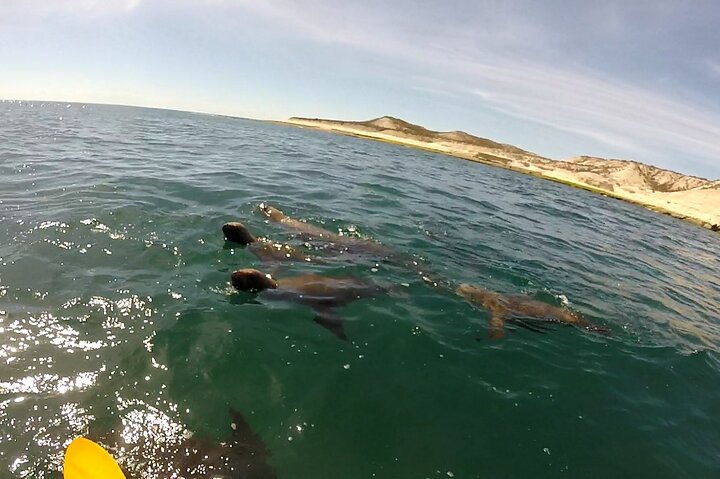Esperienza di canoa in kayak con i leoni marini a Puerto Madryn