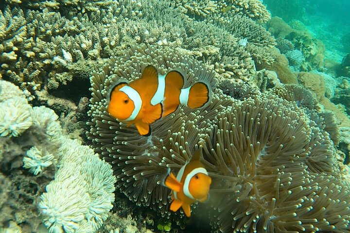 Tour de buceo en grupo por las islas Gili con documentación GoPro