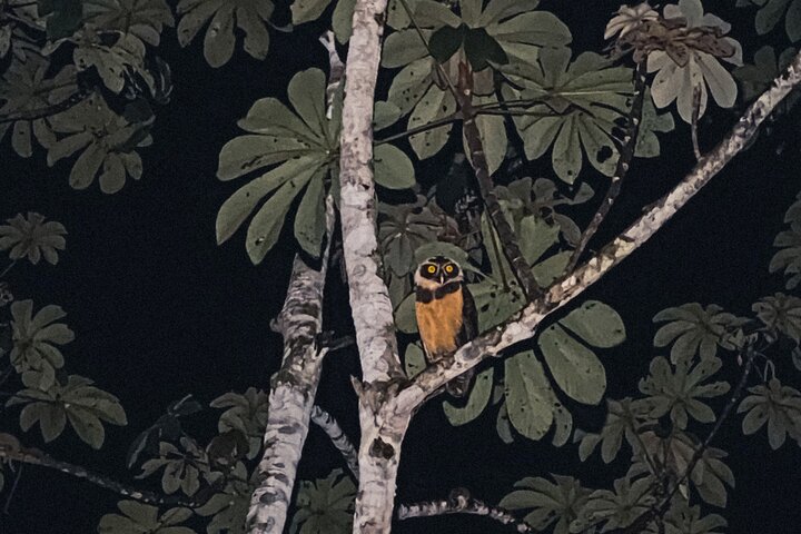 Hemlig nattvandring i Puerto Jimenez