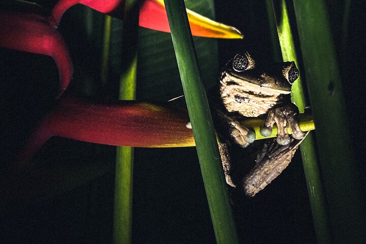 Hemlig nattvandring i Puerto Jimenez