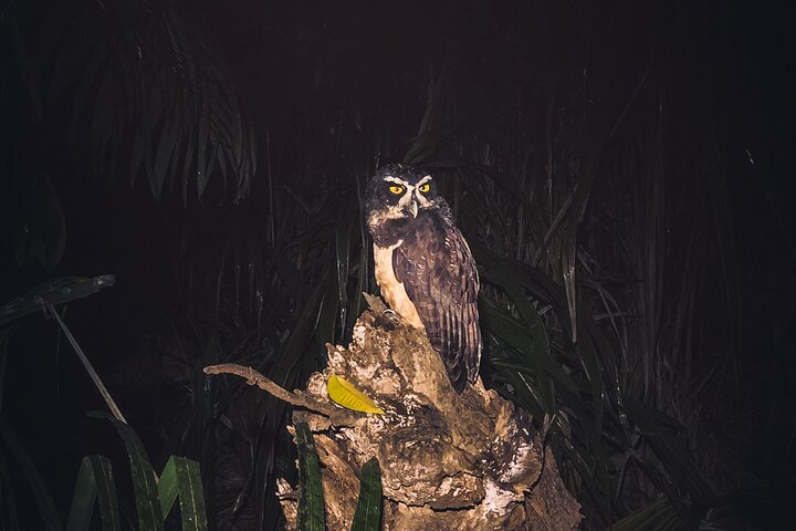 Hemlig nattvandring i Puerto Jimenez