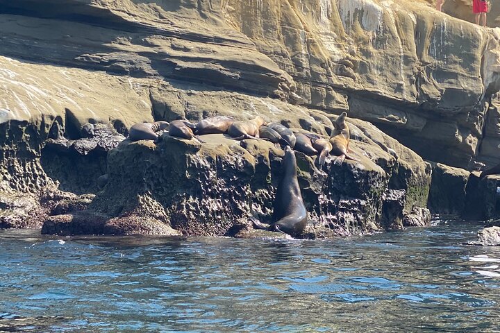 Tour in kayak delle grotte marine di La Jolla (kayak singolo)