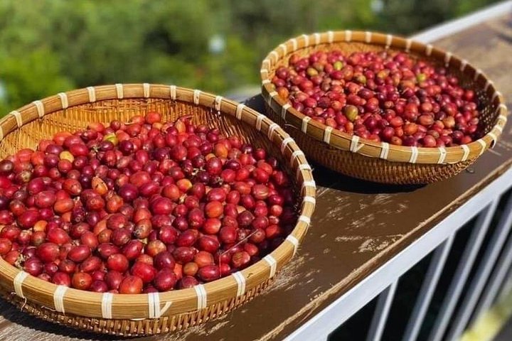 Campagne de Dalat | Visite des plantations de café au-delà des chutes d'éléphants