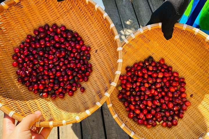 Campagne de Dalat | Visite des plantations de café au-delà des chutes d'éléphants