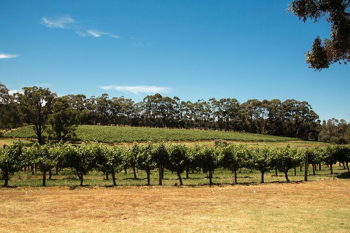Tour del vino premium con Tannin Road (partenze Margaret River)