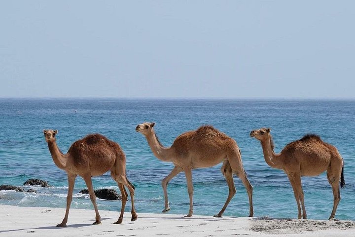 Upptäck Västra Salalah och simma ( Karibiska Orienten) Fazayeh Beach