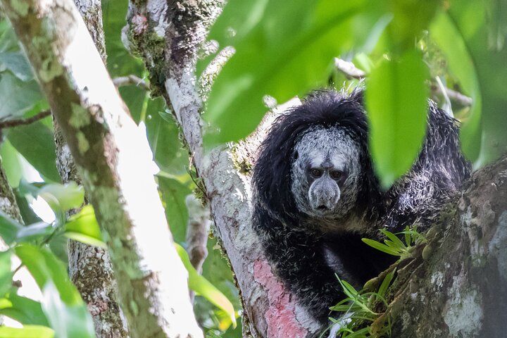 Grand Selva 3-Day Jungle Expedition Amazonia Ecuador rainforest