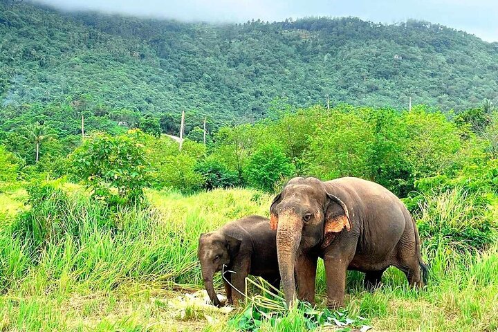 Koh Samui : Elephant Nature Care, il più grande santuario degli elefanti
