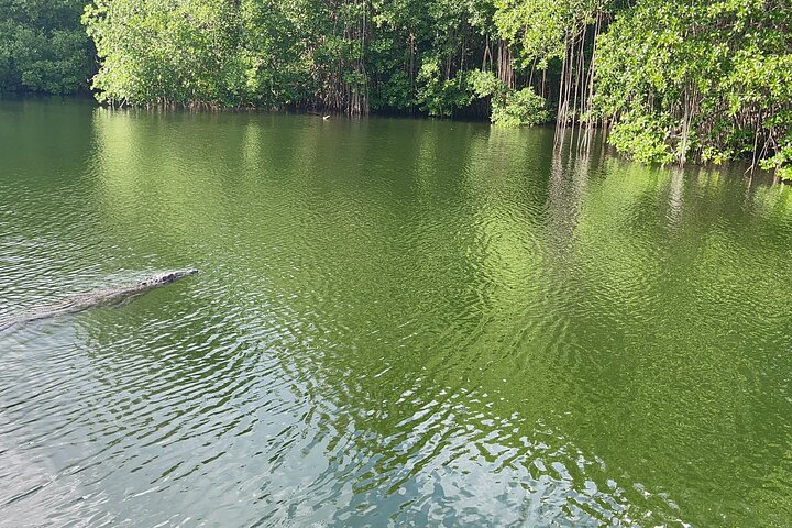 Jamaika: YS Falls, Black River Safari, Pelican Bar Privatbesichtigung