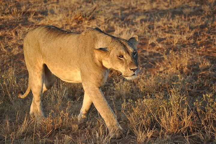 NUIT DE SAFARI AU PARC NATIONAL DE TSAVO EAST DEPUIS MOMBASA orDIANI