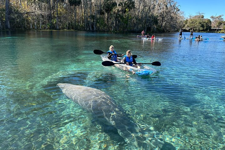 Silver Springs Clear Kayak Manatí, Mono y Vida Silvestre Aventuras