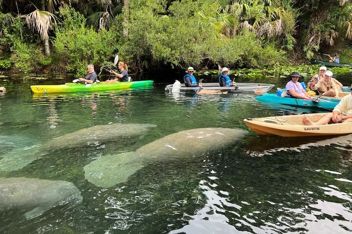 Silver Springs Clear Kayak Manatí, Mono y Vida Silvestre Aventuras