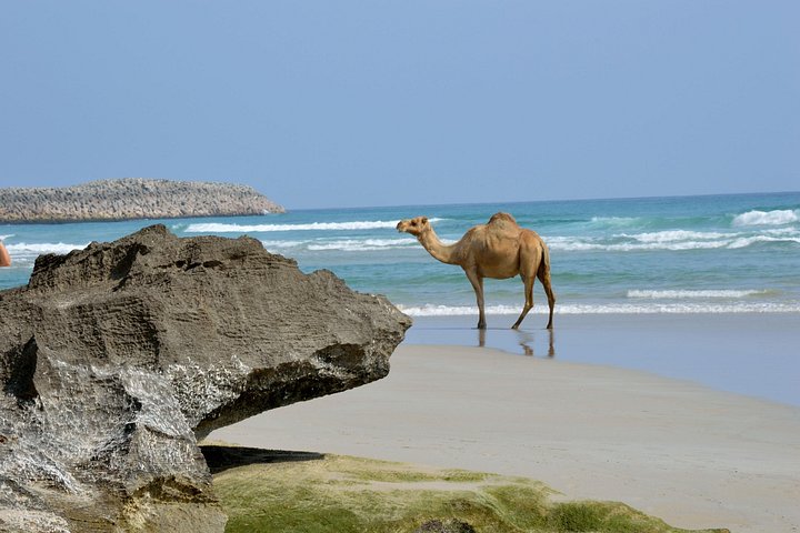 Upptäck Västra Salalah och simma ( Karibiska Orienten) Fazayeh Beach