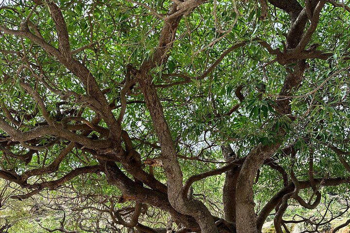 East Salalah berg Safari - Volledige dag tour