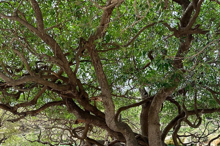 East Salalah berg Safari - Volledige dag tour