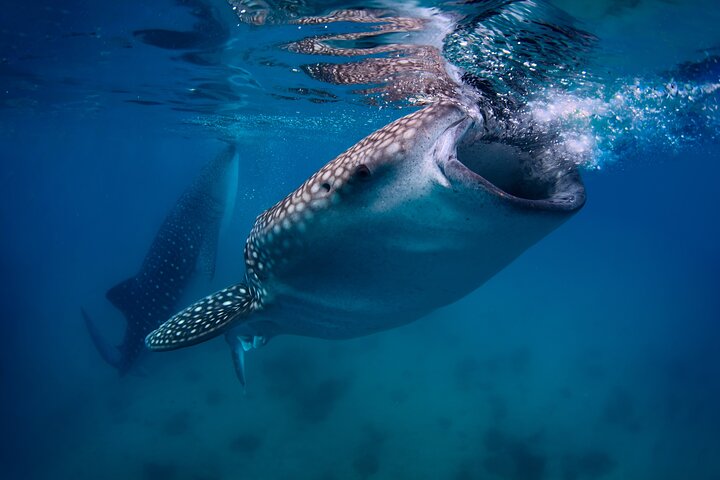Cebu: Oslob Whale Sharks, Tumalog Falls & Moalboal Sardine Run