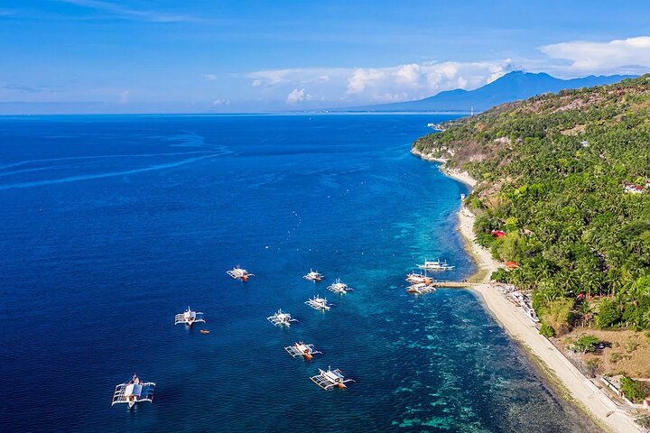 Cebu: Oslob Whale Sharks, Tumalog Falls & Moalboal Sardine Run