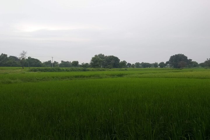 Privédagtocht van Trichy naar Tanjore en Kumbakonam