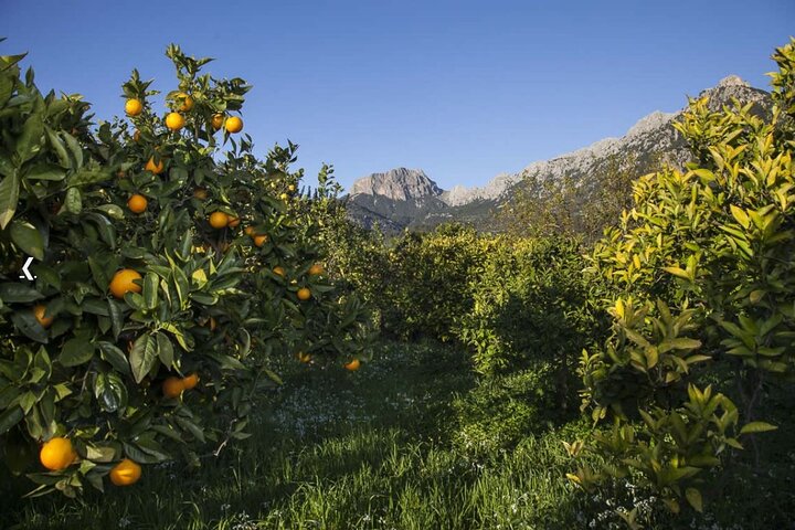Mallorcas västkust & Orange Valley Soller inklusive upphämtning från norra kusten