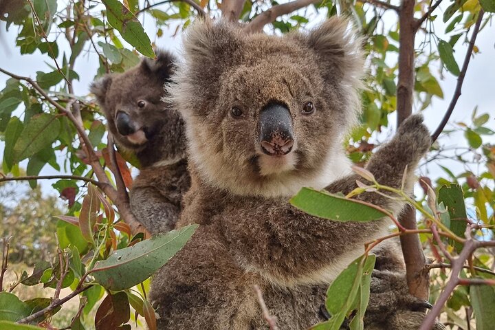 Port Lincoln Mikkira Station Wild Koala Safari Tour