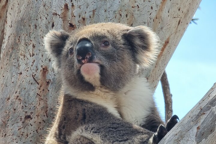 Port Lincoln Mikkira Station Wild Koala Safari Tour