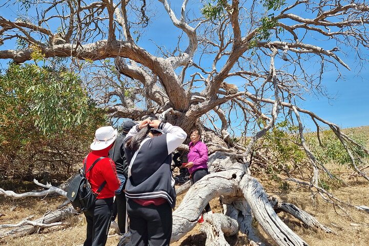 Port Lincoln Mikkira Station Wild Koala Safari Tour