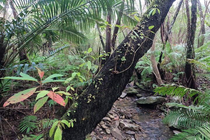 Okinawa Jungle Trails & Watervallen – Privétour door Yanbaru