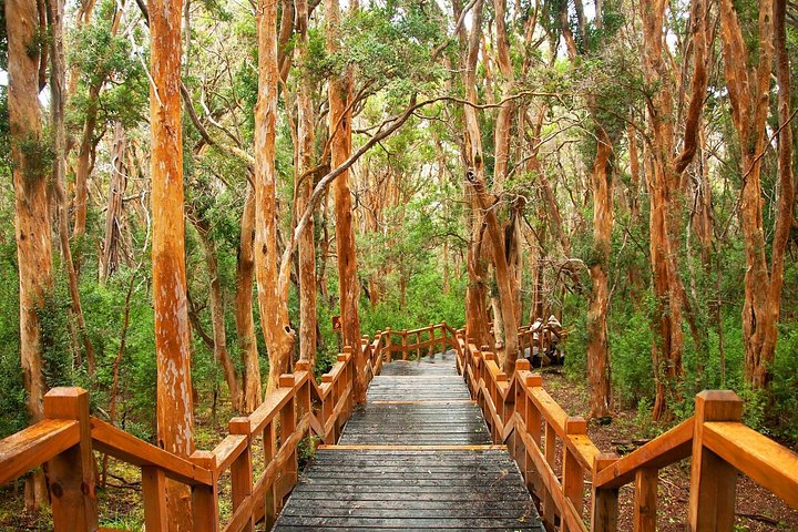 Tour with Navigation to the Arrayanes Forest and Victoria Island