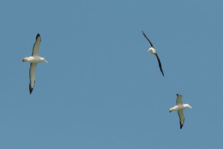 Albatrossen, zeehonden en zeevogels - Wildlife Cruise