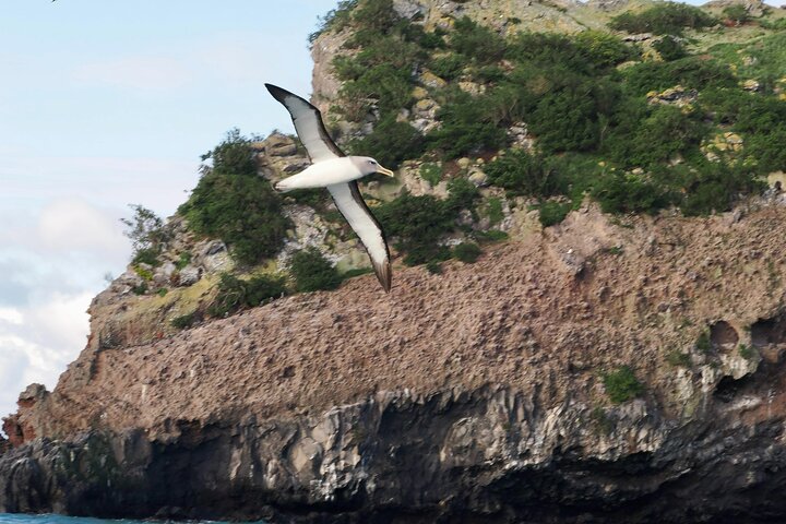 Albatrossen, zeehonden en zeevogels - Wildlife Cruise