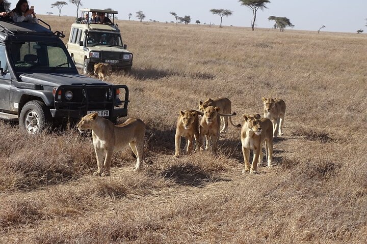 Tour privato di safari in game drive nel Maasai Mara