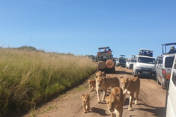 Tour privato di safari in game drive nel Maasai Mara