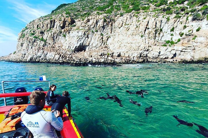 Passeio de barco para observação de focas na Baía de Plettenberg