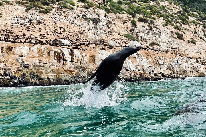 Passeio de barco para observação de focas na Baía de Plettenberg