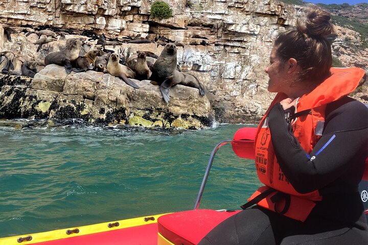 Passeio de barco para observação de focas na Baía de Plettenberg