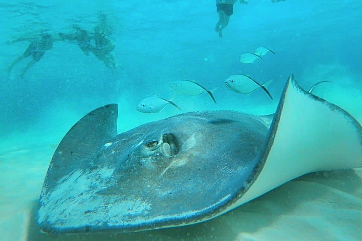 El Cielo Cozumel Snorkel Private Boat + Food + Drinks + Beach