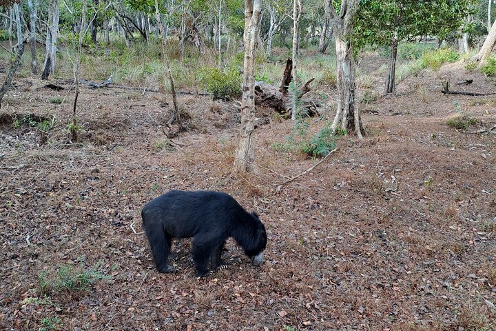 Wilpattu National Park Guidad tur i en Safari Jeep Ride