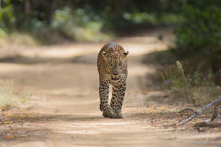 Wilpattu National Park Guidad tur i en Safari Jeep Ride