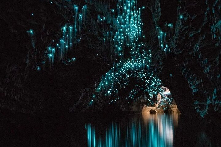 Auckland naar Waitomo Glowworms, Kiwi House & Blue Springs dagtour