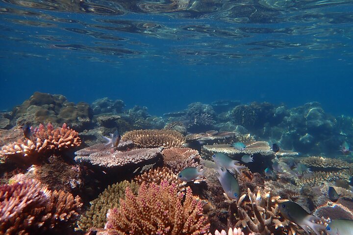 Tour di navigazione, SUP e snorkeling nelle Isole Whitsunday - Bassa affluenza