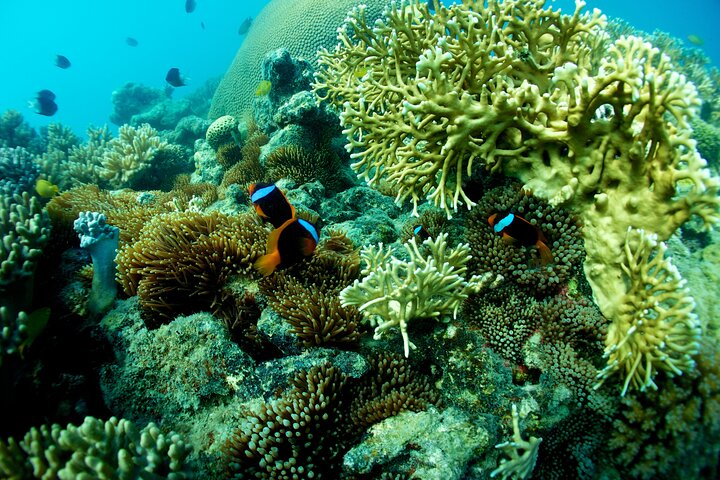 Tour di navigazione, SUP e snorkeling nelle Isole Whitsunday - Bassa affluenza